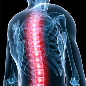 skeleton with spine highlighted
